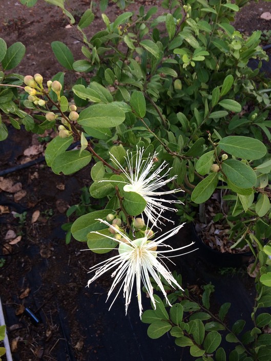 Capparis flexuosa