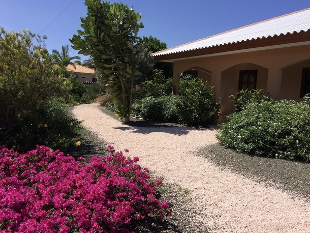 Bougainvillea 'Helen Johnson' 