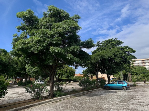 Tabebuia heterophylla