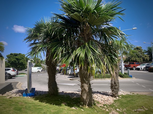 Coccothrinax crinita