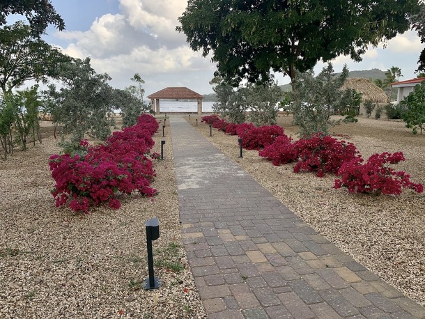 Bougainvillea of Trinitaria