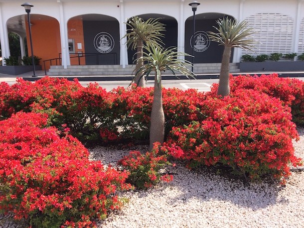 Bougainvillea 'Flame'