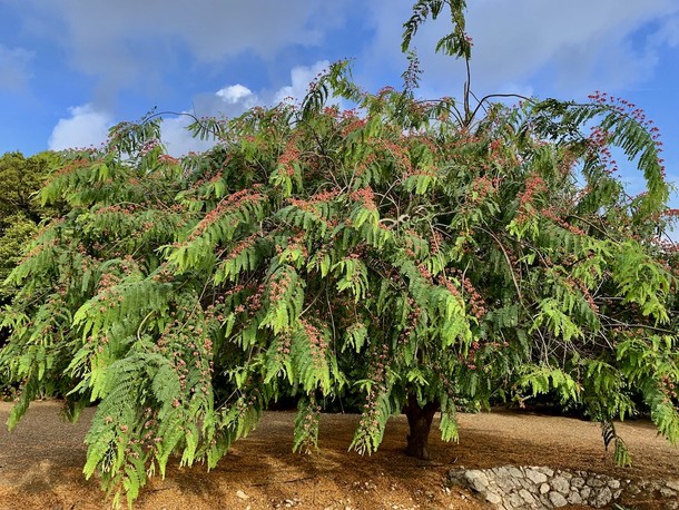 Cassia javanica 