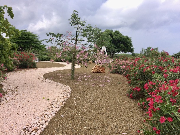 Ceiba speciosa 