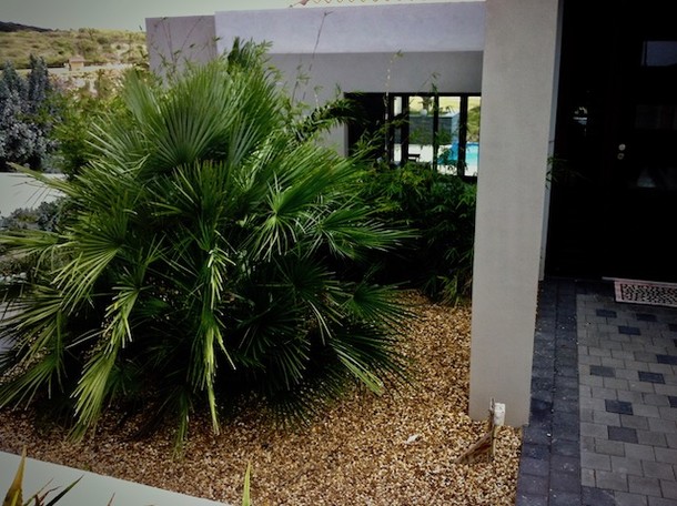 Chamaerops humilis