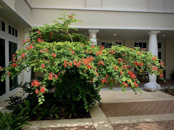 Bauhinia galpinii  of Red Orchid tree