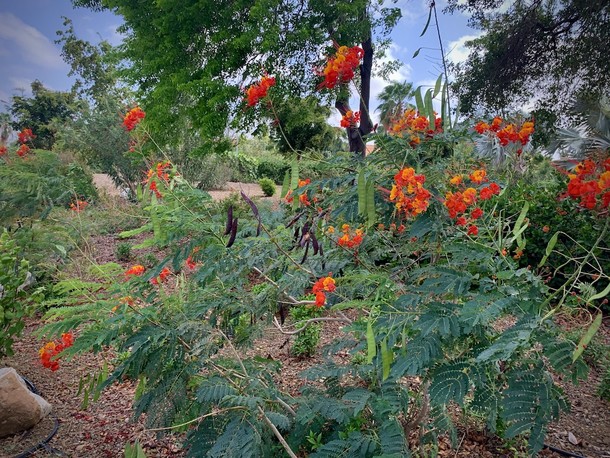 Caesalpinia gilliesii 