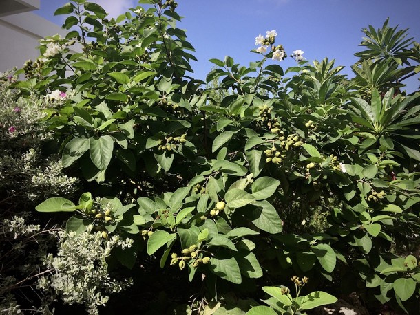 Cordia boissieri